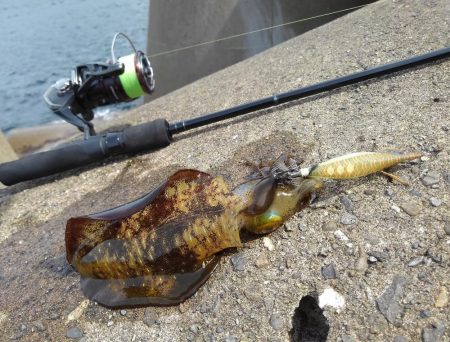 アオリイカは順調に成長